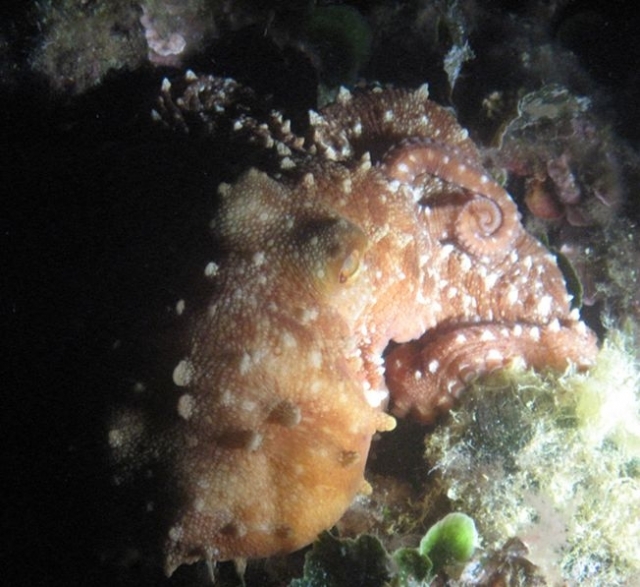 Excursões subaquáticas 